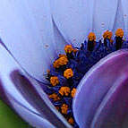 Although the pharmacokinetics of modafinil have not been studied in patients with mild hepatic impairment, caution should be exercised when modafinil is administered to such patients[see Use in Specific Populations (8.7) and Clinical Pharmacology (12.