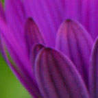 If you miss out on a dose of provigil, take it asap.